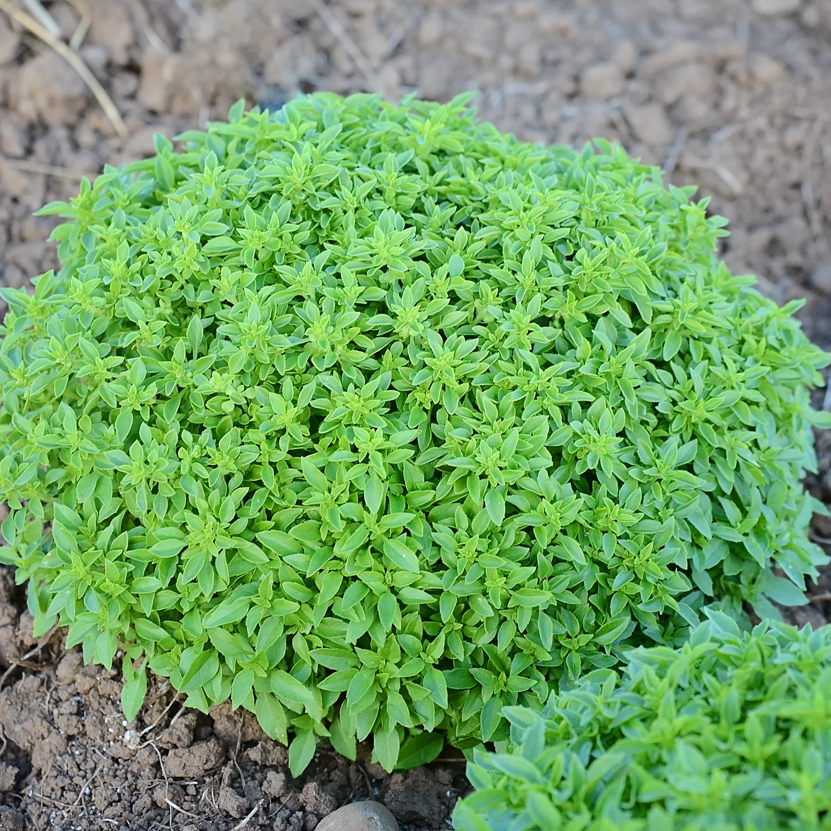 FINISSIMO VERDE A PALLA