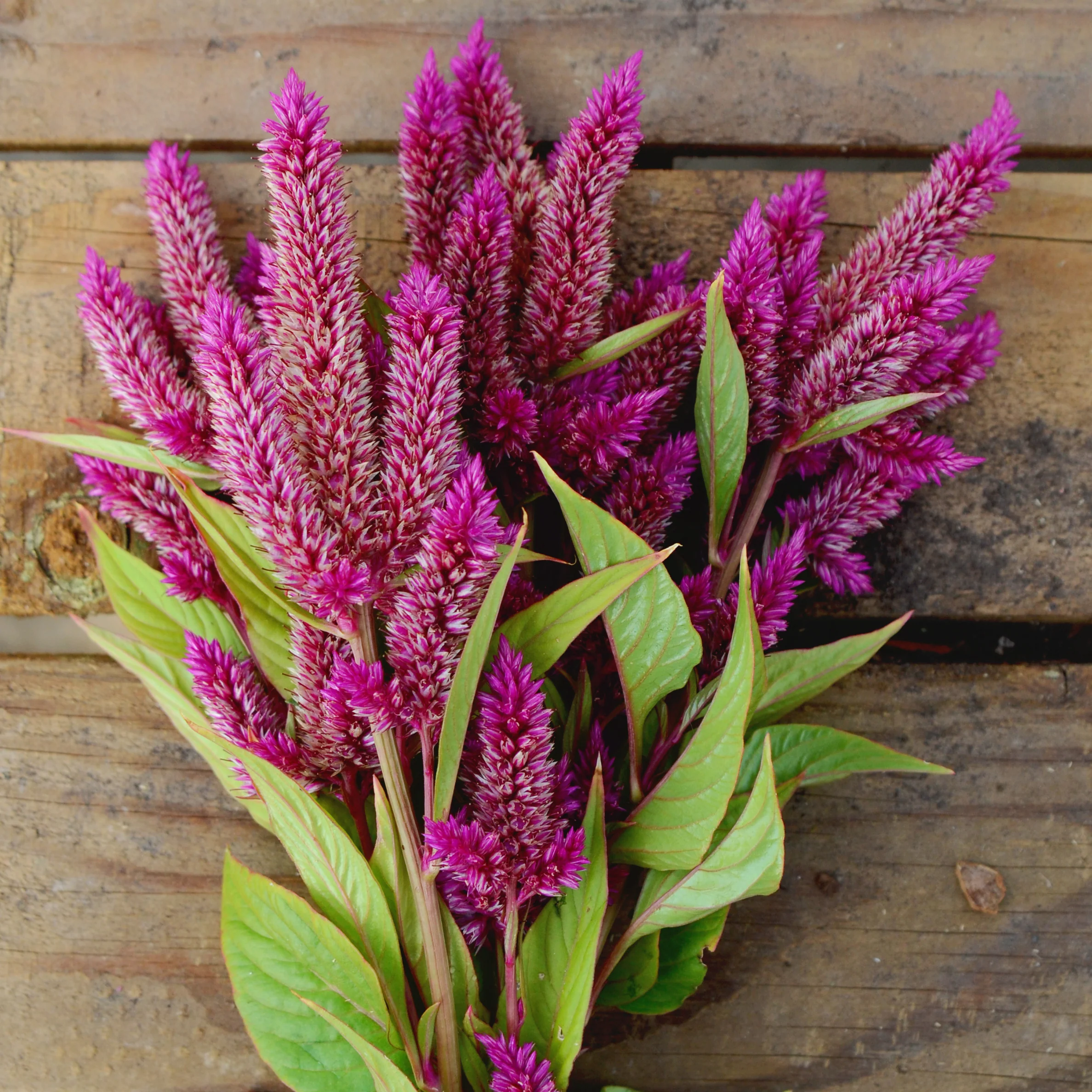 CELWAY PURPLE
