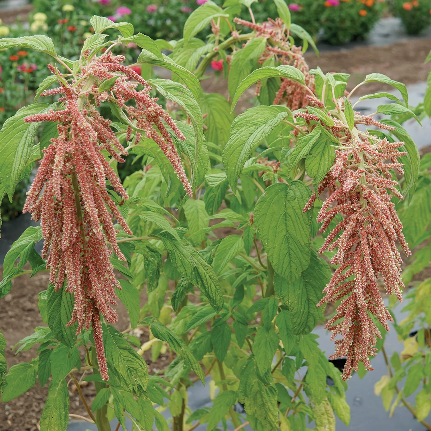 CORAL FOUNTAINS