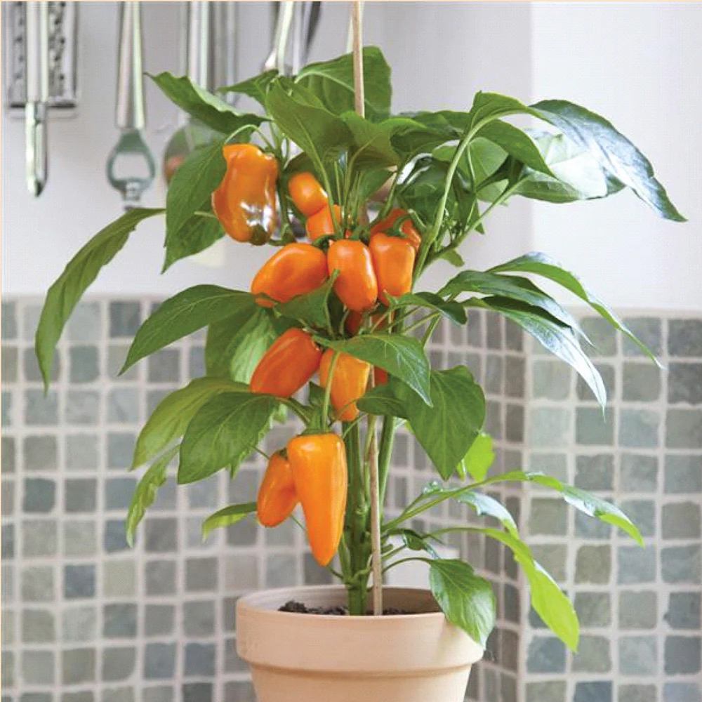 FRESH BITES ORANGE