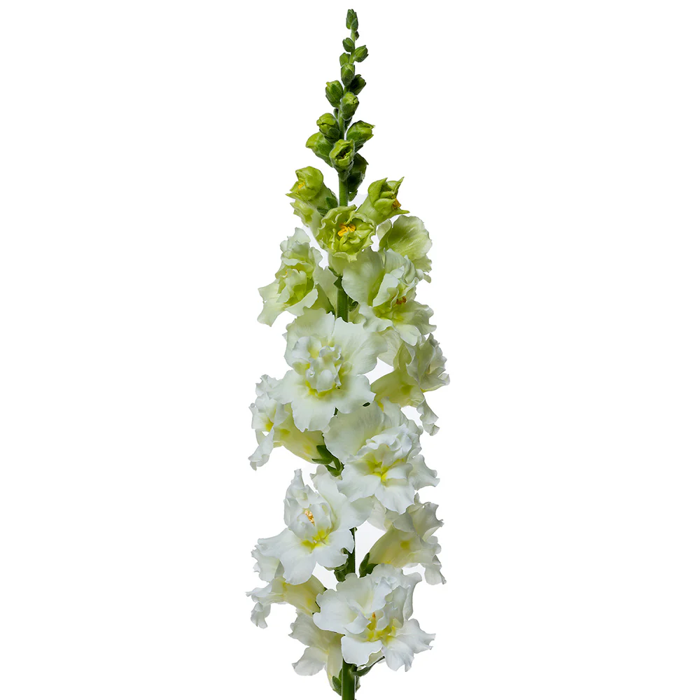 MADAME BUTTERFLY IVORY
