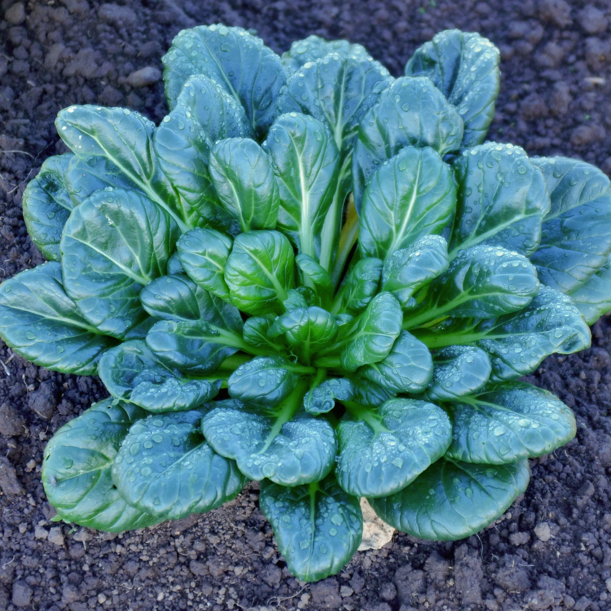 GREEN COIN TATSOI