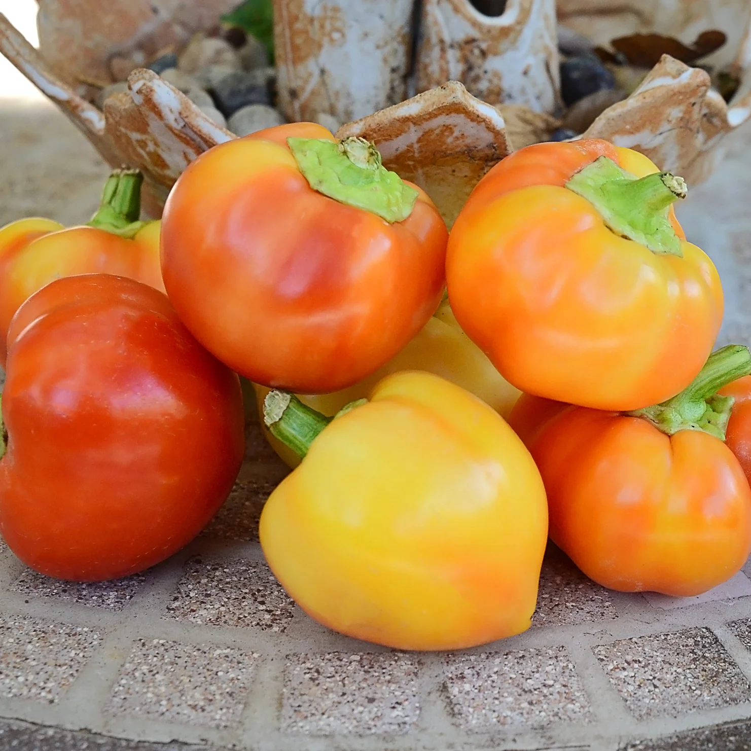 ALMA PAPRIKA