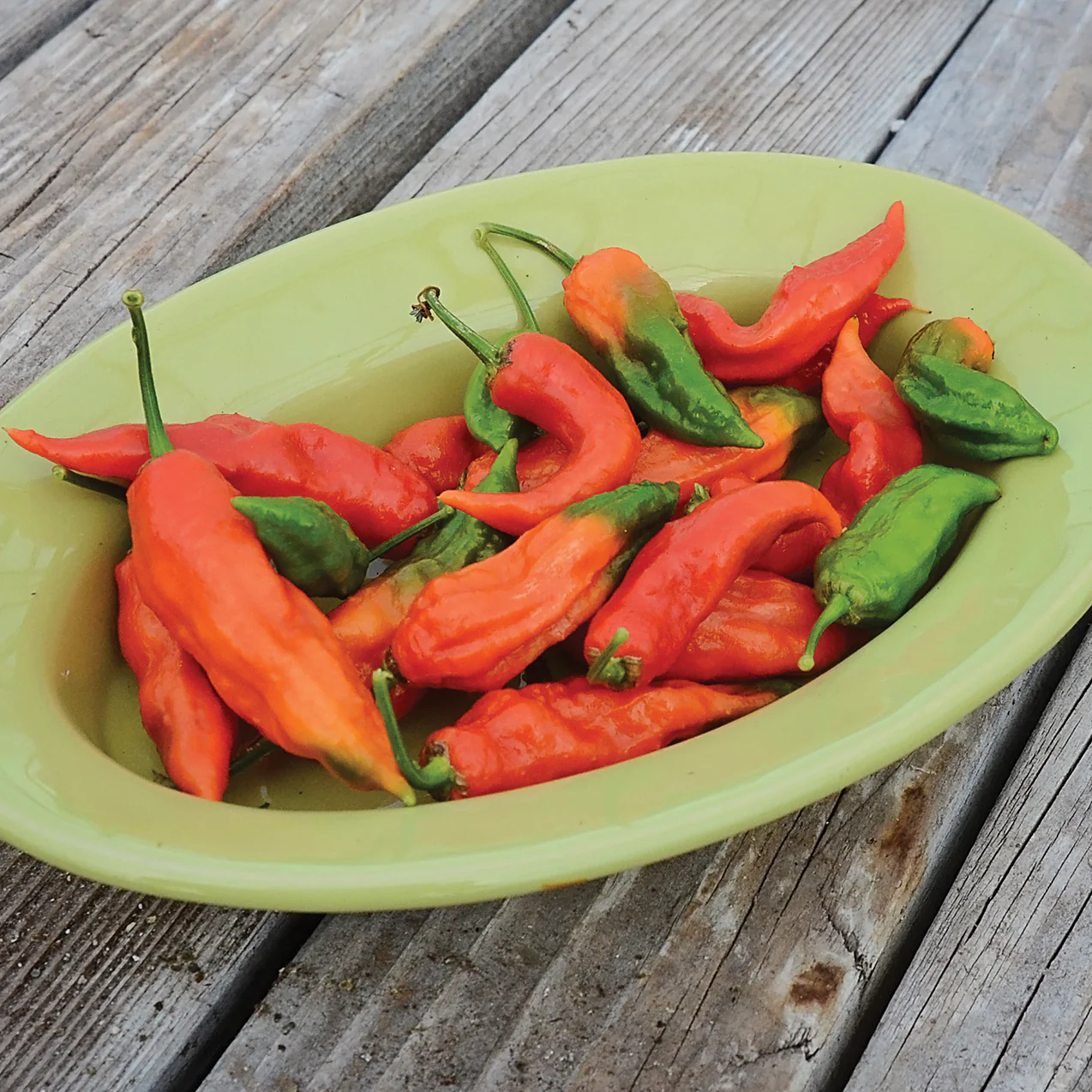 GHOST (BHUT JOLOKIA)