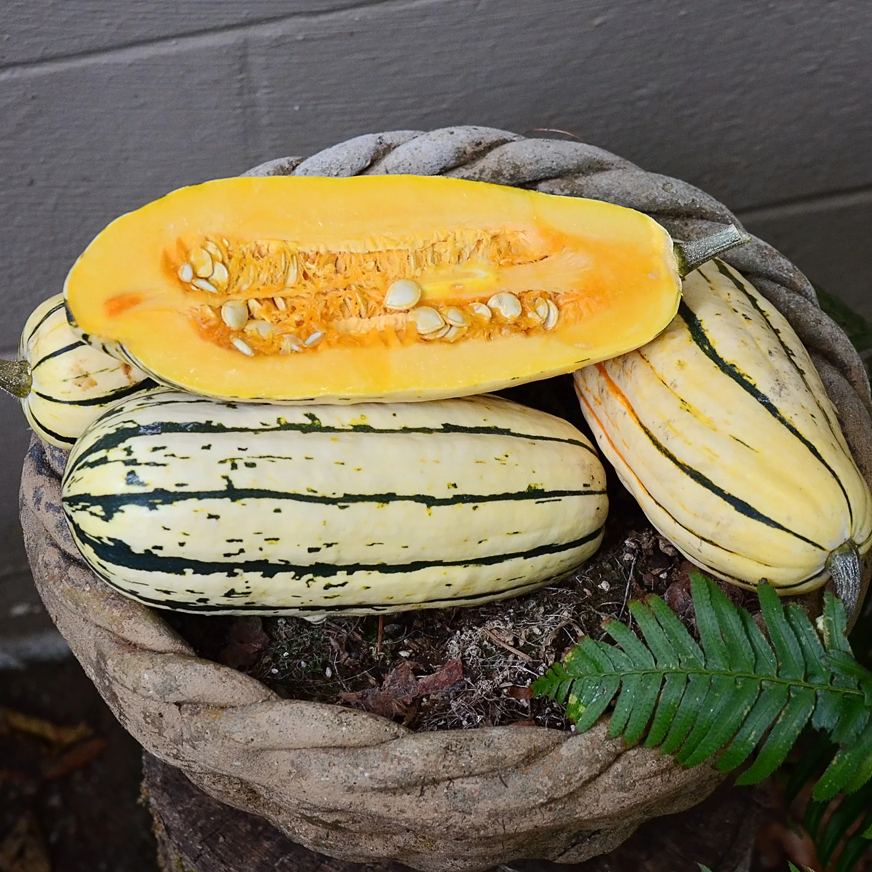BUSH DELICATA