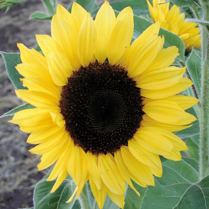 SUNRICH™ LEMON