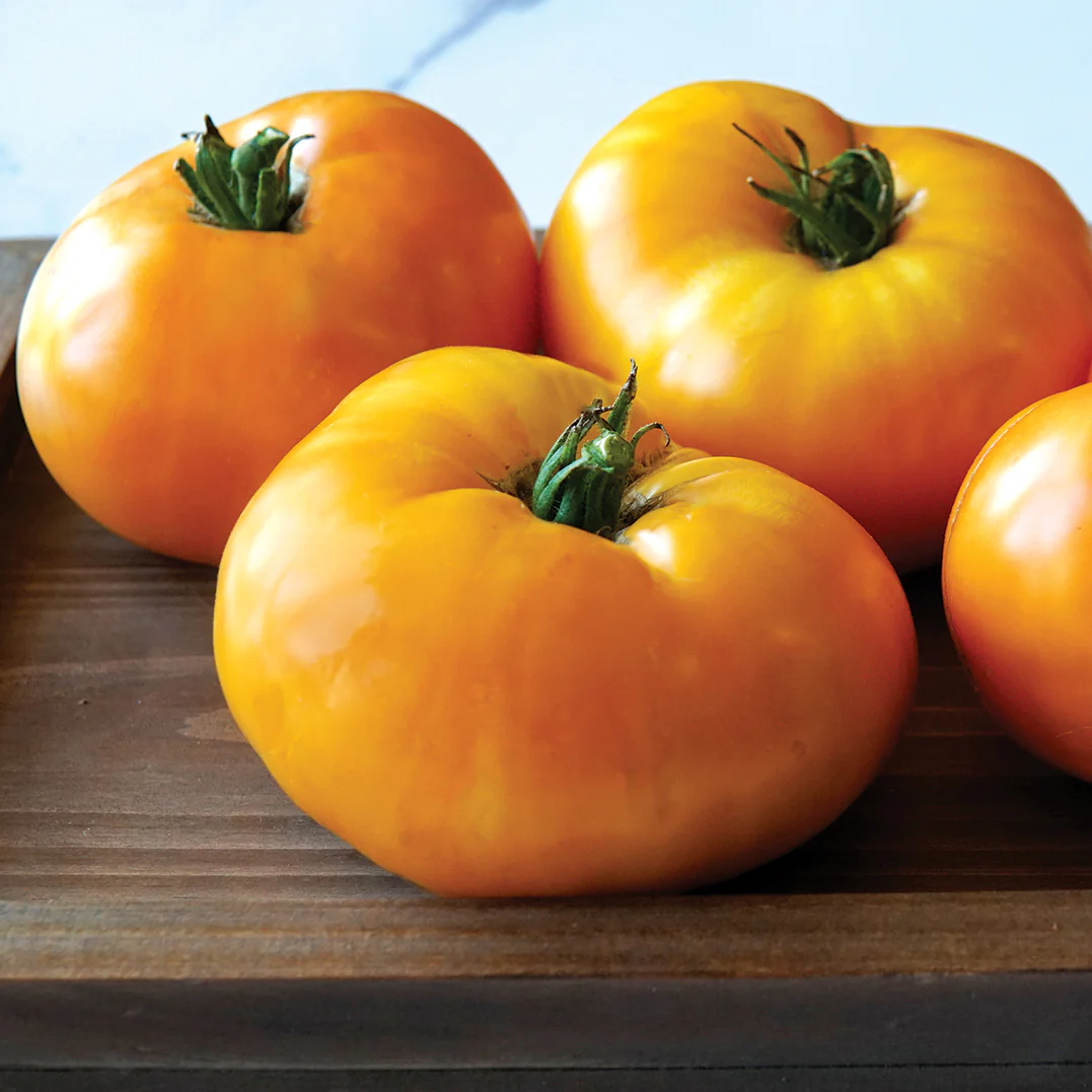 ORANGE BRANDYWINE